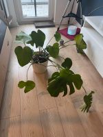 Große Monstera Niedersachsen - Langelsheim Vorschau