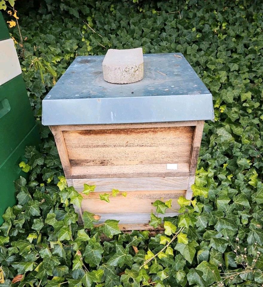 Bienen Bienenvölker Carnica DNM in Meppen