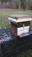 Kieler-Begattungkasten Bienenkasten Bienenbeuten Imkereibedarf Bonn - Dransdorf Vorschau
