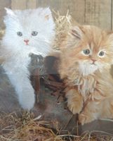 Katzen Bild mit Rahmen 22 cm x 27 cm schwarz Silber Effekt Niedersachsen - Rinteln Vorschau