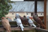 Verkaufe Exquisite Rassetauben für Liebhaber Tauben vom Züchter Sachsen - Roßwein Vorschau