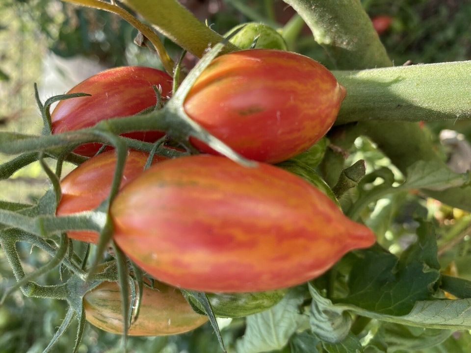 Tomatensamen Cocktail- Kirschtomaten Mix Alte Sorten in Esslingen