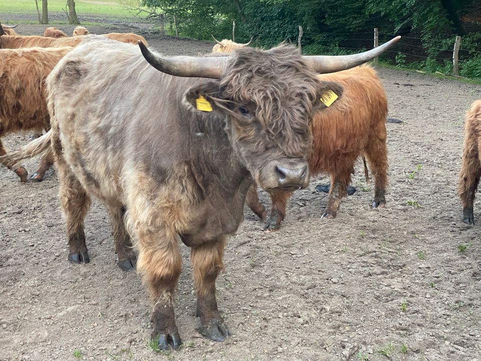 Highland cattle, Highland Bulle,umständehalber günstig abzugeben! in Bad Oeynhausen