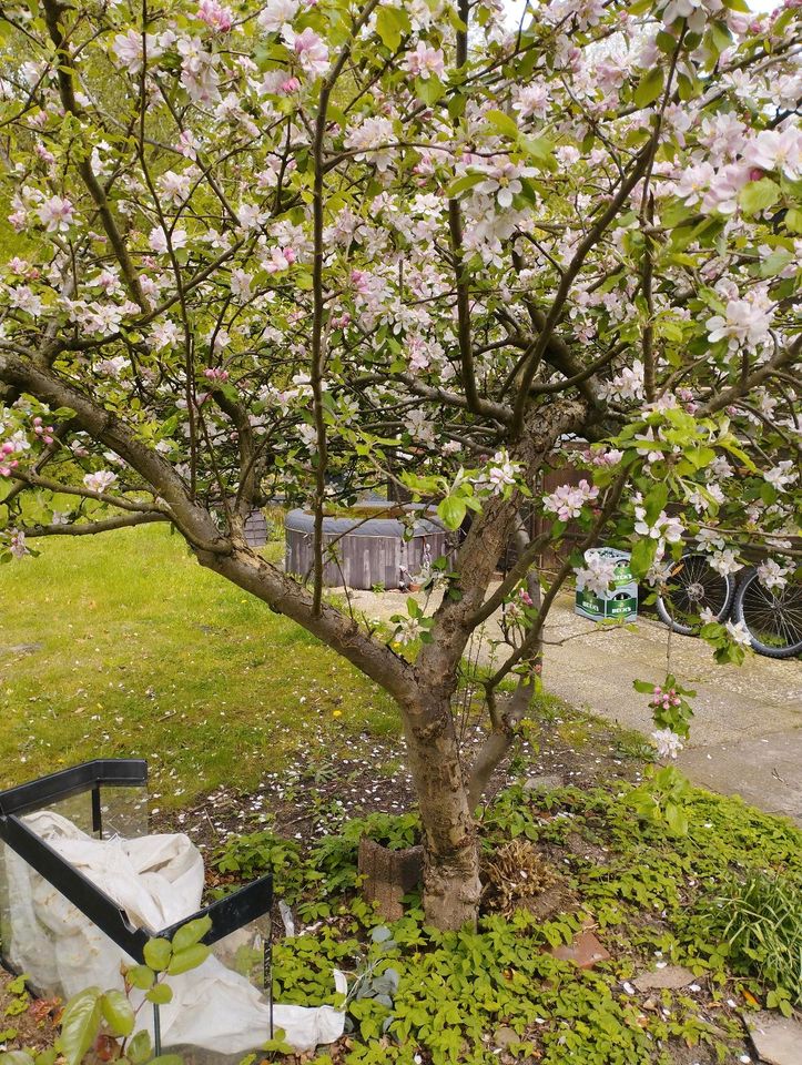 Apfelbaum zu verkaufen in Elmshorn