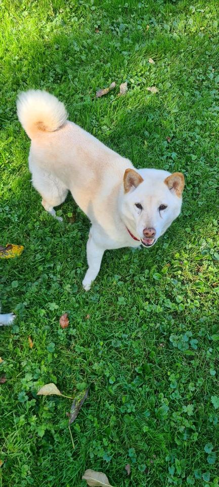 Yuki sucht ihr Zuhause in Rennertshofen