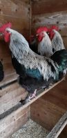 Bruteier Marans Schwarzsilber Bayern - Günzburg Vorschau