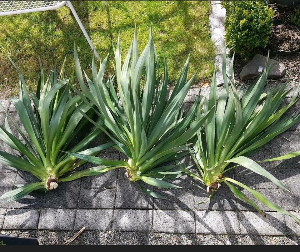 Winterharte Palme Yucca Gloriosa Ableger Gartenpalme Gartenpflanz in