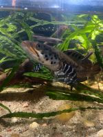 channa ornatipinnis yellow lips  Schlangenkopffisch Leipzig - Grünau-Ost Vorschau