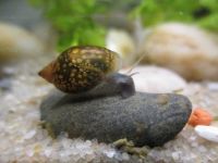 Blasenschnecke 2 Stück 1€ Aquarium (Tiere/Fische) Nordrhein-Westfalen - Bergisch Gladbach Vorschau