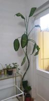 Zimmetpflanzen dieffenbachia-palma Berlin - Schöneberg Vorschau