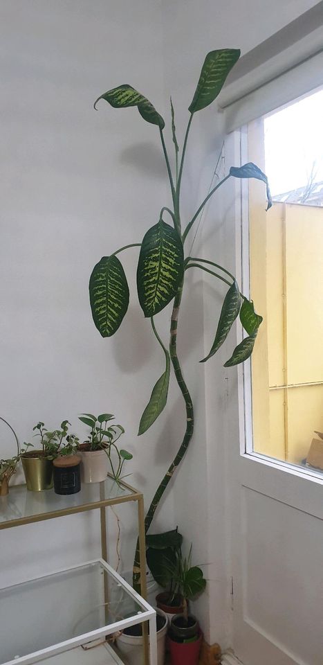 Zimmetpflanzen dieffenbachia-palma in Berlin