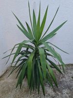 Yucca-Palme Bayern - Meitingen Vorschau