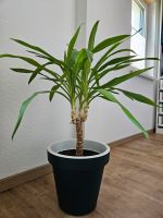 Yucca Palmen Bayern - Weitnau Vorschau