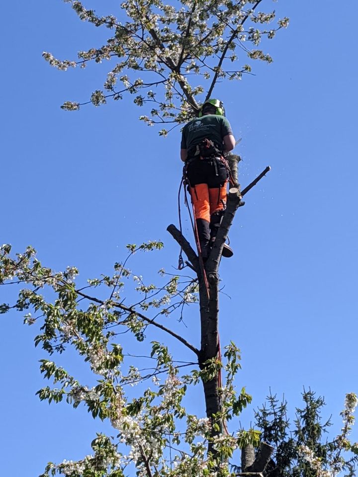 Gartenpflege - Baumfällungen - Baumpflege in Holzerode