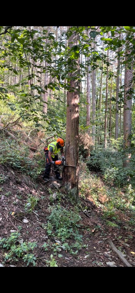 Baumfällung in Wöhlsdorf