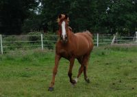 16 jähr.Pferd, Wallach, Trakehner Araber Mischling, Stockm. 1,5m Niedersachsen - Flögeln Vorschau