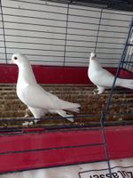 Weiße  Tadschikische  Tauben (Jungtiere) zu verkaufen Nordrhein-Westfalen - Krefeld Vorschau
