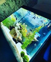 Aquarium Lido 120 LED zu verkaufen Nürnberg (Mittelfr) - Südoststadt Vorschau