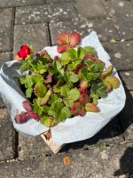 Erdbeerpflanze Blüte Kiste Abholer Niedersachsen - Peine Vorschau