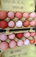 Frische Eier Hühner Eier abzugeben Niedersachsen - Syke Vorschau