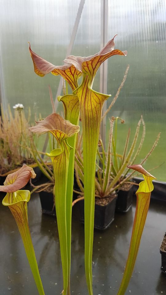 SALE! Sarracenia flava rubricorpora Kleins Best 2, Karnivore in Sulzbach (Saar)