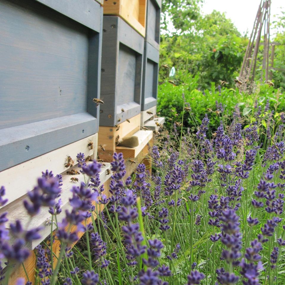 Bienen Wirtschaftsvölker auf Zander 1,5 in Köln