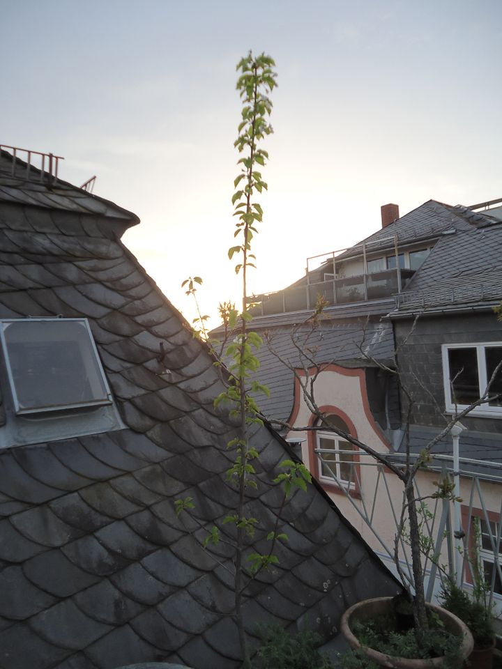 Süßkirsche Vogel-Kirsche Prunus avium Obstbaum 2,50 m hoch in Frankfurt am Main