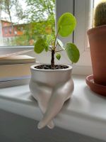 Pflanze | Zimmerpflanze | Ufopflanze | Pilea | Blumentopf Köln - Zollstock Vorschau