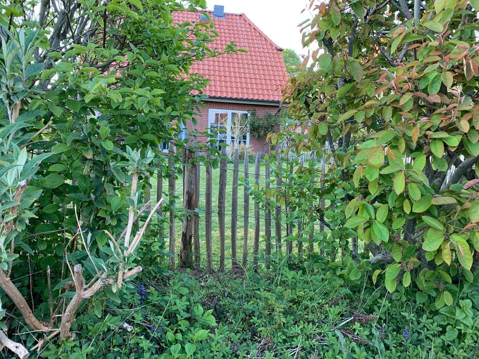 Ferienhaus Ostsee Schlei 6 Personen Hunde Katzen in Kronsgaard