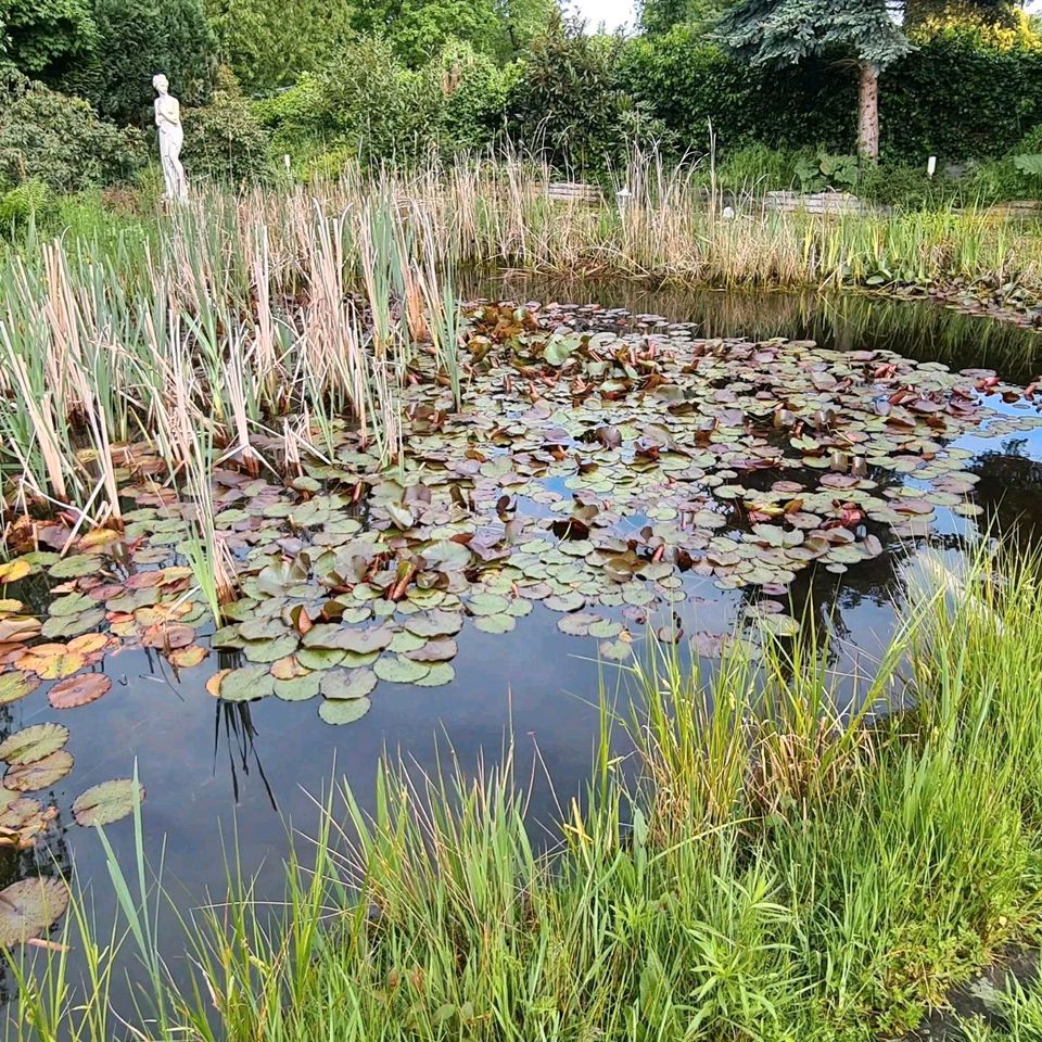 Teichreinigung, Teich voller Schlamm, Teich reinigen in Voerde (Niederrhein)