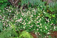 Spanisches Gänseblümchen Erigeron karvinskianus Baden-Württemberg - Sachsenheim Vorschau