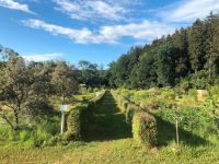 Gartengrundstück in Kleingartenanlage abzugeben Sachsen - Drebach Vorschau