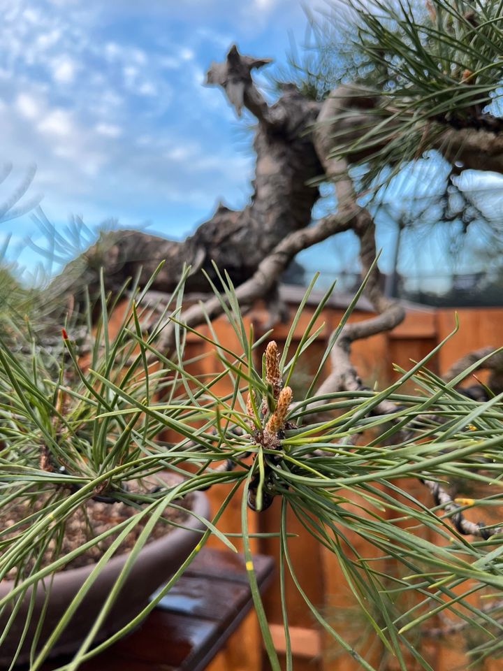 Bonsai Pinus Sylvestris Kiefer Waldkiefer Yamadori Kaskade in Worms