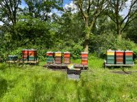 Bienenvolk, Wirtschaftsvolk, DNM, mit Gesundheitszeugnis Nordrhein-Westfalen - Bottrop Vorschau