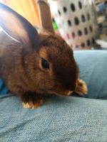 Kaninchen Mädchen abzugeben 3 Familie Berlin - Reinickendorf Vorschau