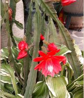 epiphyllum blattkaktus - Hallo Pflanzenliebhaber  wer tauscht Thüringen - Wutha-Farnroda Vorschau