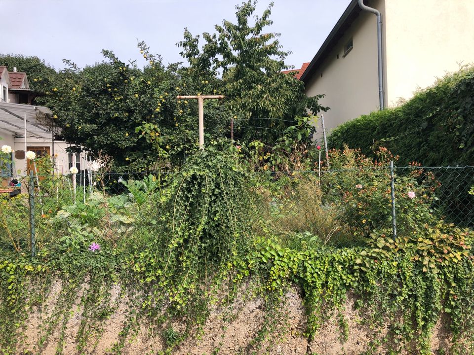 Häuschen mit Garten, Hof ab 08.2024 zu vermieten in Landau in der Pfalz