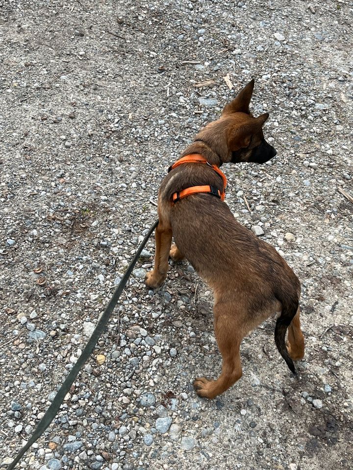 Tolle Malinois in braun und schwarze in Augsburg