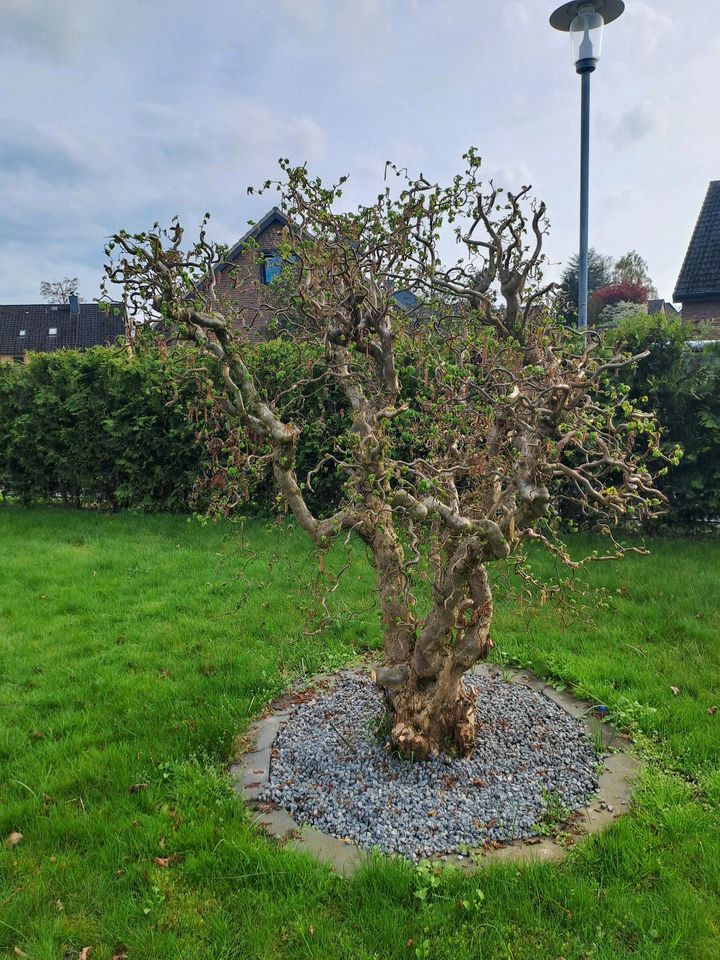 Haselnussbaum zu verschenken in Klein Rönnau
