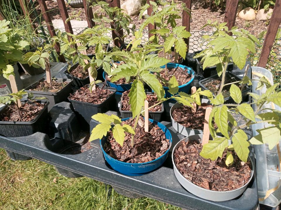 Tomatenpflanzen abzugeben Samenfest und Freilandgeeignet in Wienhausen