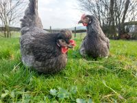 Grünleger, Rotleger, Maran, Hühner, Legehennen Hessen - Eiterfeld Vorschau