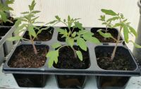 Tomatenpflanzen Schleswig-Holstein - Neuengörs Vorschau