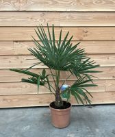 ✅NEU✅ Trachycarpus fortunei 50-260cm winterharte Hanfpalme 2 Leipzig - Leipzig, Zentrum-Südost Vorschau