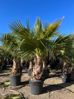 Washingtonia Palmen ca 190 cm hoher Stamm Baden-Württemberg - Neuenburg am Rhein Vorschau