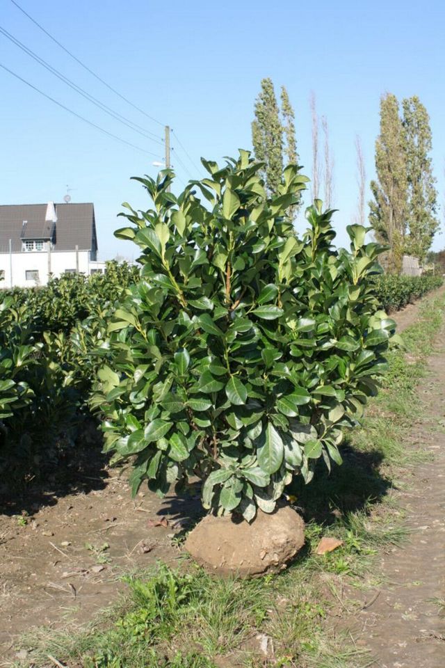 Kirschlorbeer Etna - Prunus laurocerasus Etna - Heckenpflanzen in Willich