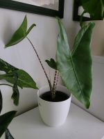 Alocasia Zebrina und Black Velvet Pflanze Zimmerpflanze München - Laim Vorschau