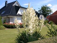 Yucca Pflanzen Ableger Gartendeko winterhart jährlich blühend Niedersachsen - Stuhr Vorschau