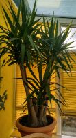 Yucca gigantea,, Palmlilie, Zimmerpflanze, 2 m hoch, 30 Jahre Leipzig - Engelsdorf Vorschau