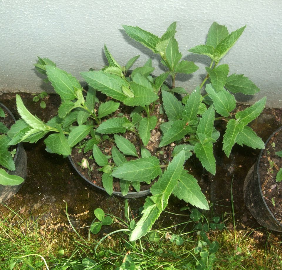 Stauden Sonnenblume Helianthus winterhart, robust im Blumentopf in Sandhausen