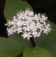 Schwarzholz-Hartriegel Kesselringii 60-80cm - Cornus alba Niedersachsen - Bad Zwischenahn Vorschau